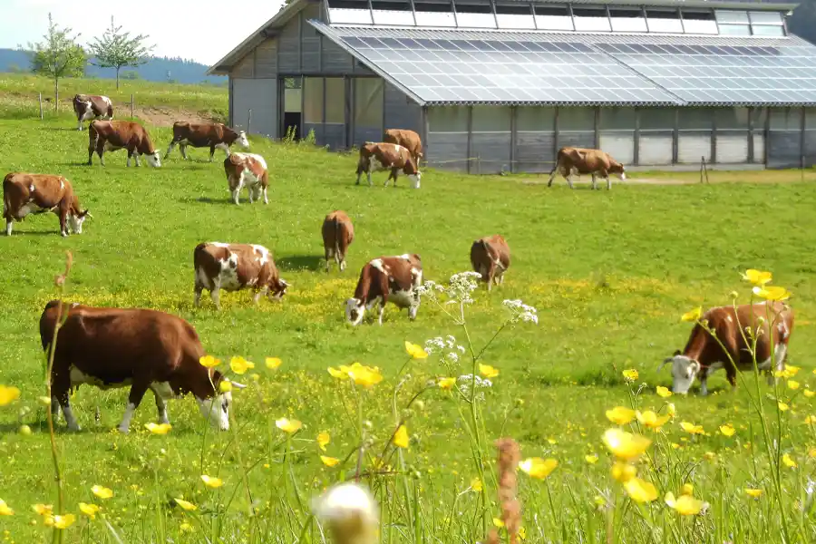 Zuckerbauer und Nachhaltigkeit 4 2